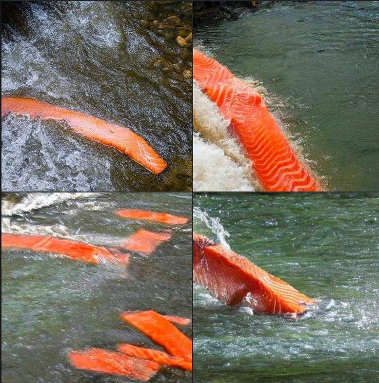 salmon-swimming-.jpeg